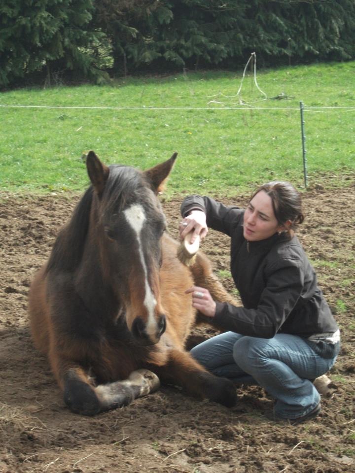 les chevaux dans ma campagne Sarah_18