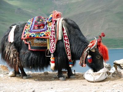 les mariages dans le monde et les traditions Tibet-10
