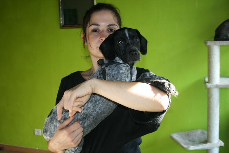 Papouille - 3 mois 1/2 - Truité noir et blanc - chien de chasse x braque - FA dpt 44 (Nantes) Img_0125