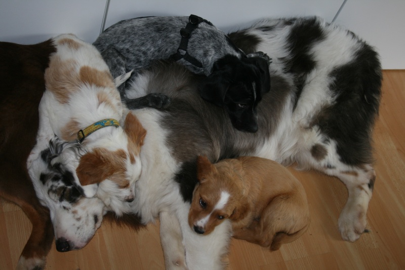 Papouille - 3 mois 1/2 - Truité noir et blanc - chien de chasse x braque - FA dpt 44 (Nantes) Img_0126