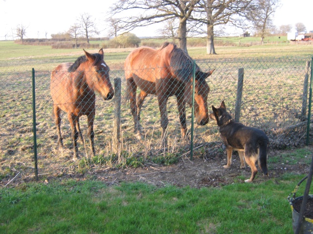 FANNY (Croisée Berger Allemand) - Page 8 Img_0313