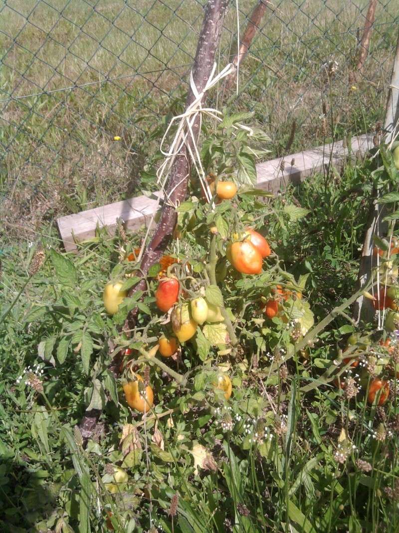 4 saisons au potager (l'almanach du jardinier) - Page 4 Photo243