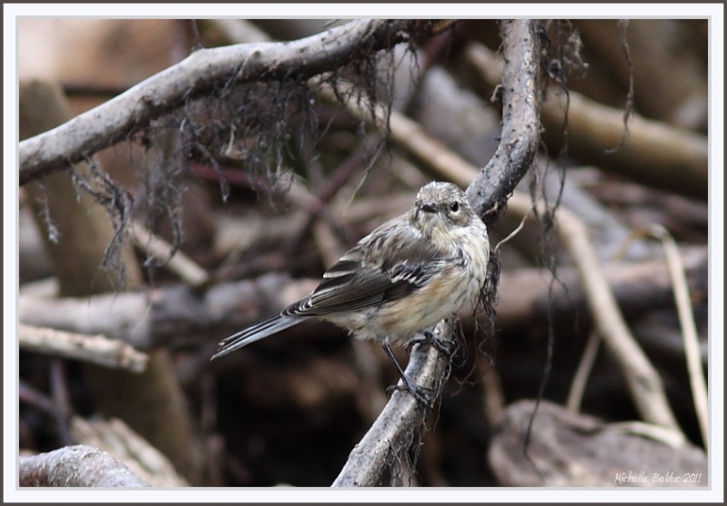 Oiseau identifié!! Merci!! (Mais qui est-il donc?) Id_pou10