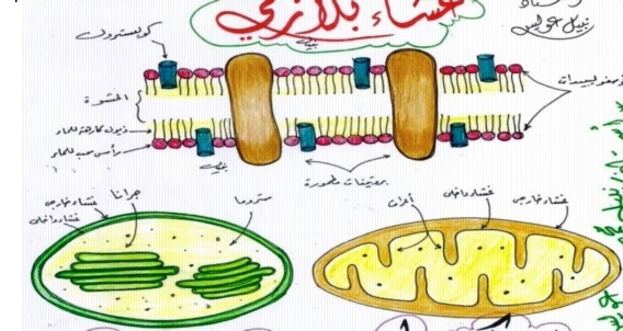  مراجعة رسومات أحياء أولى ثانوى ترم أول في 3 ورقات لـ أ/ نبيل عويس 819410