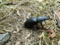 [Lucanus cervus] scarabée en correze P1060811