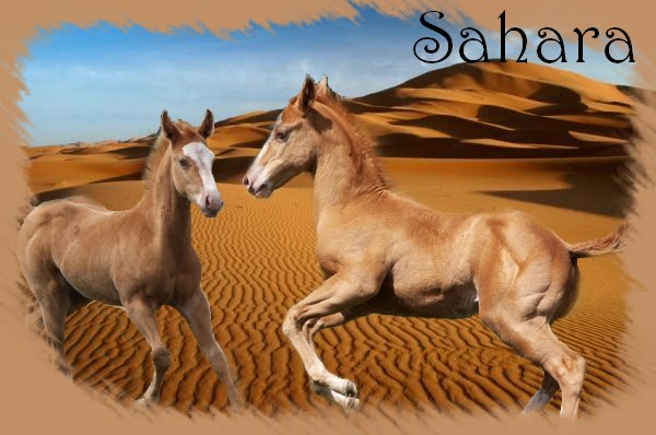 Sahara CS Sahara10