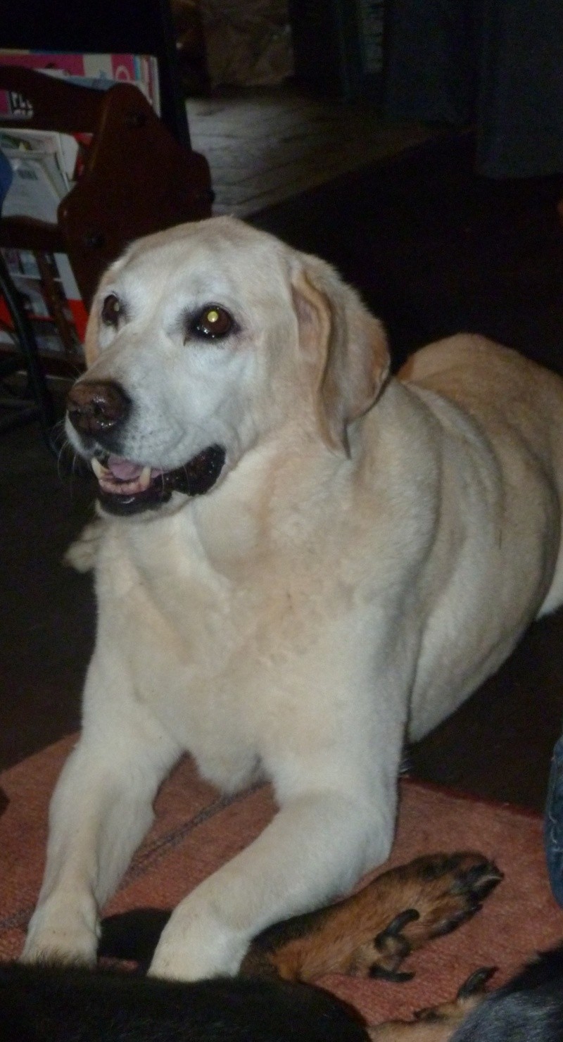 ORKA, labrador beige, 12 ans - Page 2 Divers21