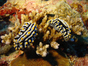 Les animaux Nudibr11