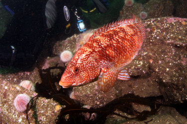 Farnes weekend Img_4916