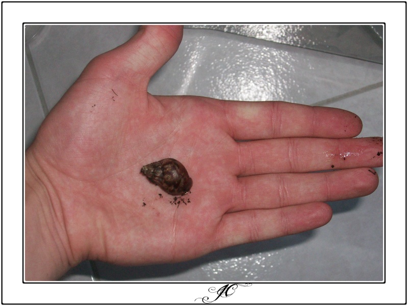 Achatina fulica (Escargots géant d'Afrique).  100_0611