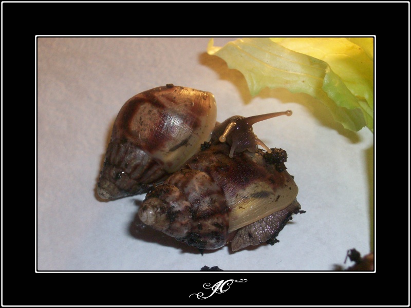 Achatina fulica (Escargots géant d'Afrique).  100_0710