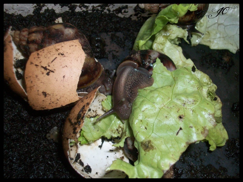 Achatina fulica (Escargots géant d'Afrique).  100_1215