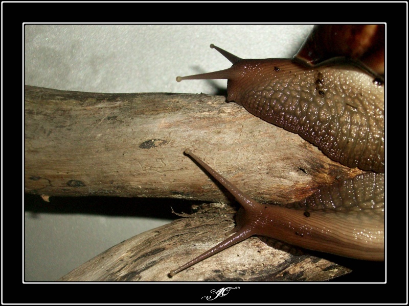 Achatina fulica (Escargots géant d'Afrique).  100_3824