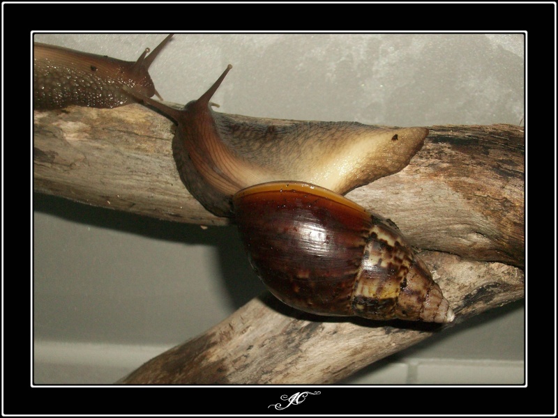 Achatina fulica (Escargots géant d'Afrique).  100_3910