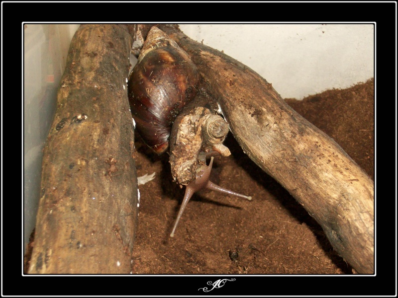 Achatina fulica (Escargots géant d'Afrique).  100_4916