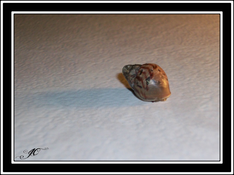 Achatina fulica (Escargots géant d'Afrique).  100_9416