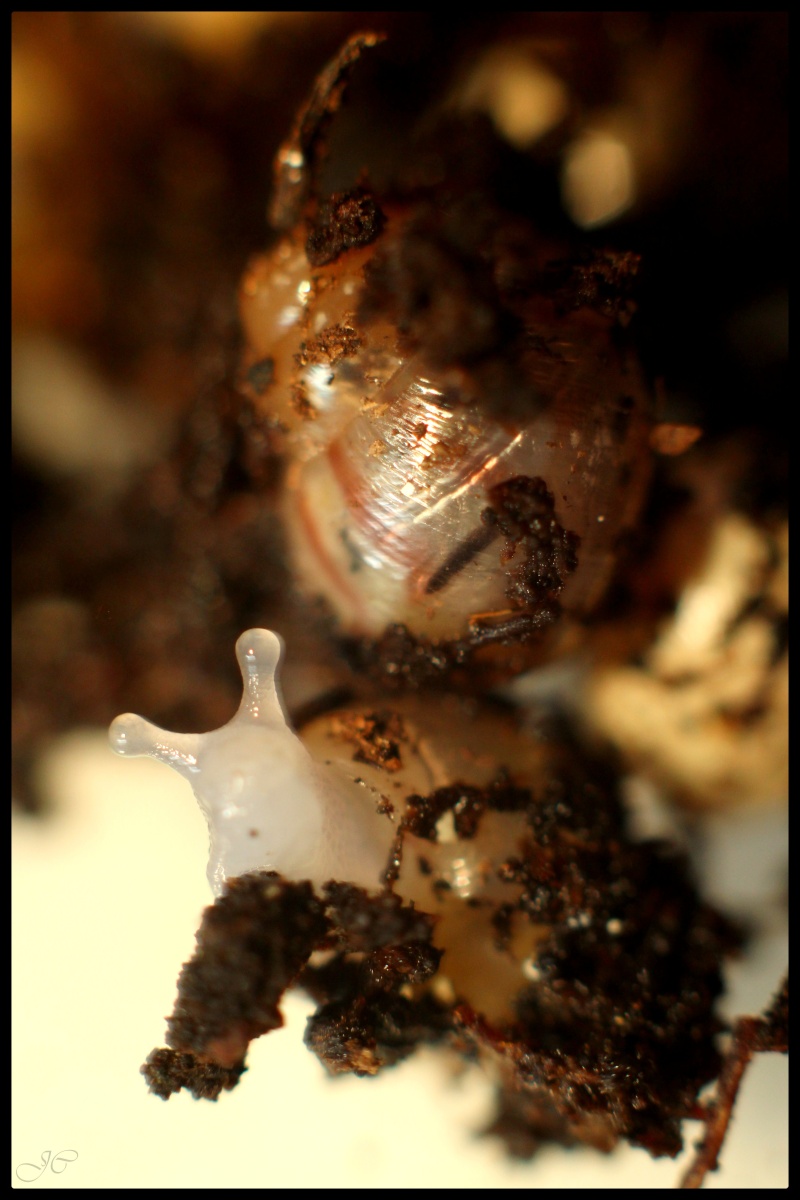 Achatina fulica (Escargots géant d'Afrique).  Img_8013