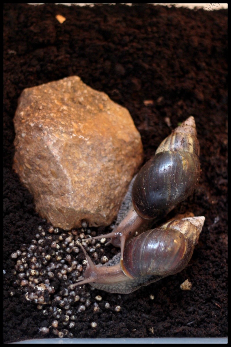 Achatina fulica (Escargots géant d'Afrique).  Img_8014