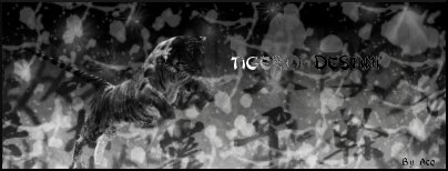 Concours de graphisme (le vrai ^^) Tigre10