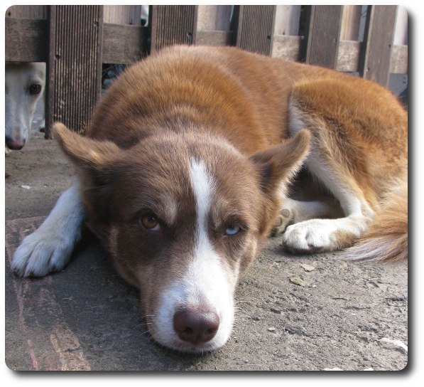  SOS JAVA type husky joueuse caline 01/01/2010 chocolat pas de chats REF:97 ADOPTEE   - Page 2 2012_010