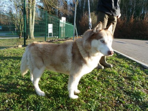 THEBES  husky roux 10 ans REF:27  ADOPTE 500_4910