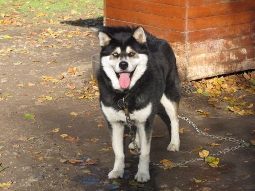 DIEGO malamute x husky, 2005 indépendant  REF:82 ADOPTE - Page 3 500_d211