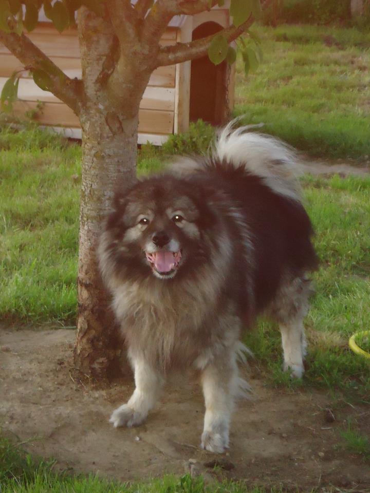 Vallis, spitz loup 8 ans REF49  ADOPTE - Page 2 53159510