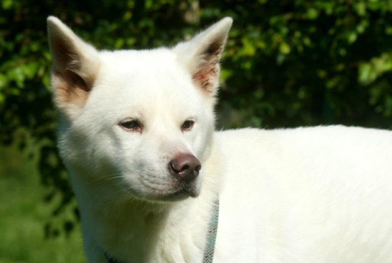 HATCHI, Akita Inu, 5 ans, REF 38 ADOPTE - Page 2 55479010