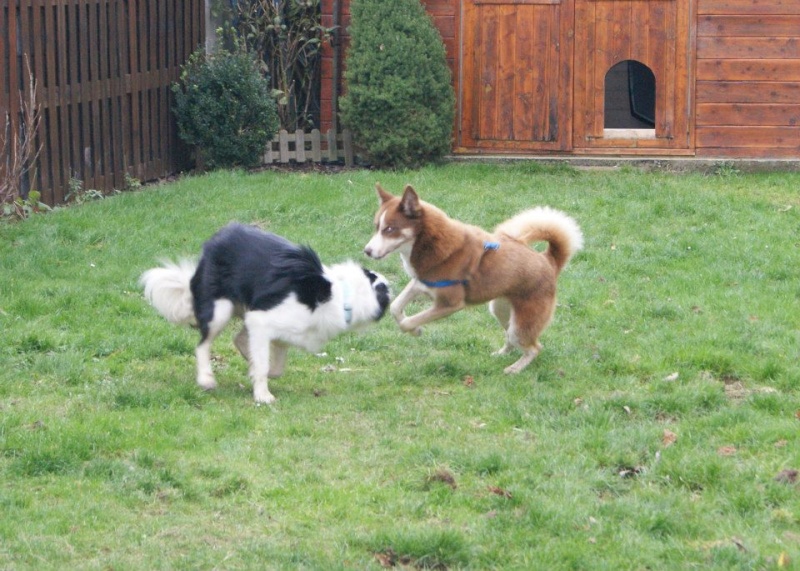  SOS JAVA type husky joueuse caline 01/01/2010 chocolat pas de chats REF:97 ADOPTEE   - Page 3 60617_10