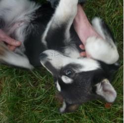 Happy  X BERGER HUSKY chiot  2012/REF:44 ADOPTE 672_ha12