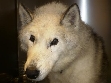 NOE husky adulte blanc et gris .TROUVEE LE 14 NOVEMBRE REF: BELGIQUE 76826610