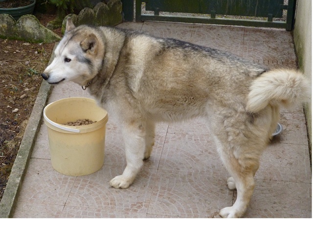 ALADIN ET ALASKA (husky ) PAS DE RONGEURS  né mai 2005  REF:52ADOPTES - Page 2 Aladin11