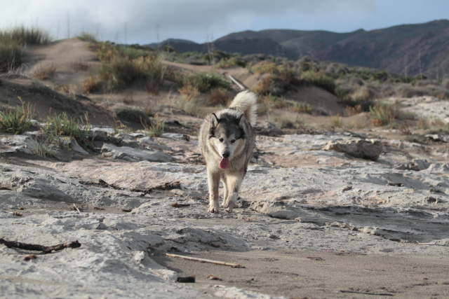 AUTIN Malamute mâle  03/09/2005   PAR:65  GARDER PAR SES MAITRES Autin410