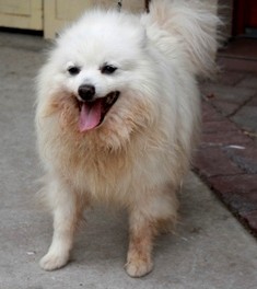 DYLAN spitz (m) a donner 15 ans ok enfants ok chiens doux gentil REF:76ADOPTER Box20710