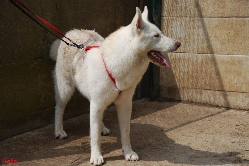 BELLA husky x bbs (f)12/11/2011/ ok enfants chiens non fugueuse REF:74 ADOPTEE Chien214