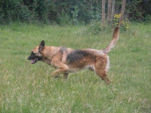 DARKA malinois  x berger allemand (f)7 ans REF:85 ADOPTEE F2781910