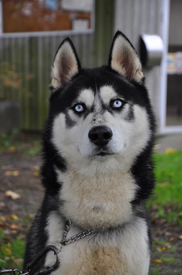 GANTZ renommé Garouk.  Husky male 2 ans  Beau et dynamique REF (35) ADOPTE Gantz410