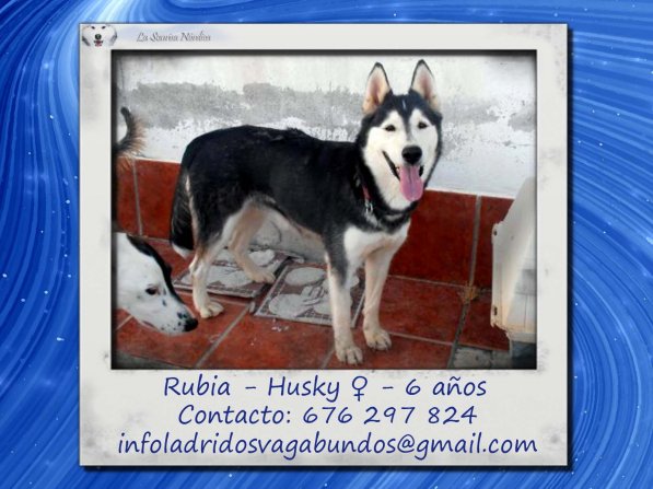 Rubia husky sauvée de l'euthanasie,PAS DE CHATS NEE 12/2005/REFU ESPAGNE ADOPTEE - Page 2 Granad10