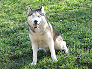 Halloup husky ok congénères né avril 2003/ REF:1473 SUISSE ADOPTE - Page 2 Hallou10