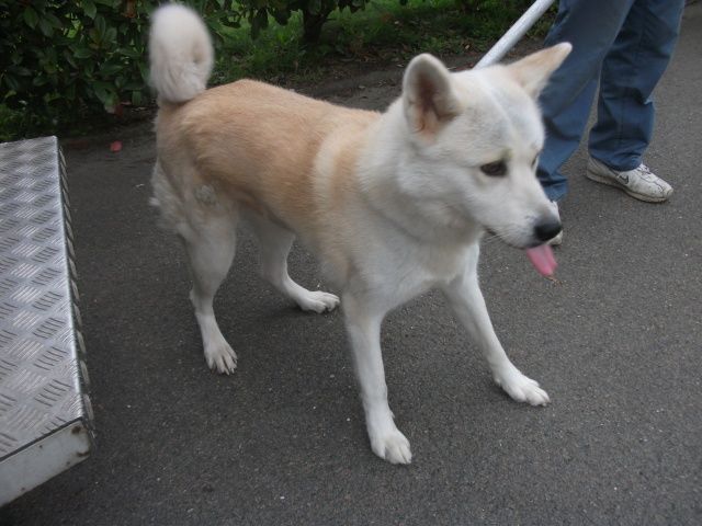 LAYLA akita inu (f) 7 ans 6 mois REF:4420 LIEGE BELGIQUE ADOPTEE I1072710