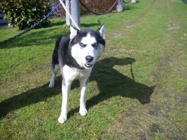 HUSKY 11 MOIS (m)  BELGIQUE    REF 4520 ADOPTE I3009310