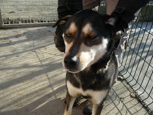 DJO x husky (m) affectueux dynamique yeux vairons REF:29 ADOPTE Ima_ph13