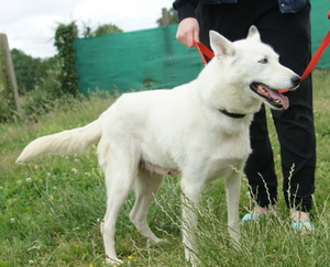 TEKILA husky siberien (f) sauvetage 07/02/2002/REF:85 ADOPTEE Ima_ph48