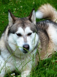 LOULOU CAA3068 alaskan malamute gentil affectueuxok congénères (m) 11/07/2008/REF:60 ADOPTE Imf_co20