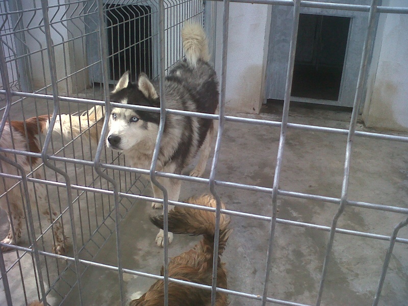   SOS ODIN husky 5 ans (m) OK CHIENS   URGENT!!  ADOPTE Img00310