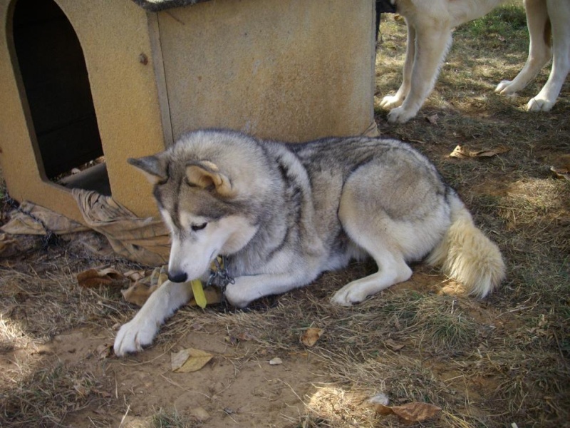 LUNA husky (f)  09 /2003/    OK ENFANTS   (PAR24)  ADOPTEE Imgp2111