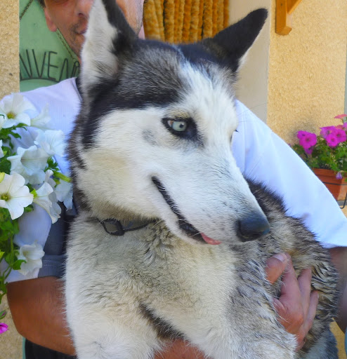 LILOU husky (f) 4 ans douce marche bien en laisse REF:04 ADOPTEE Lilou_11