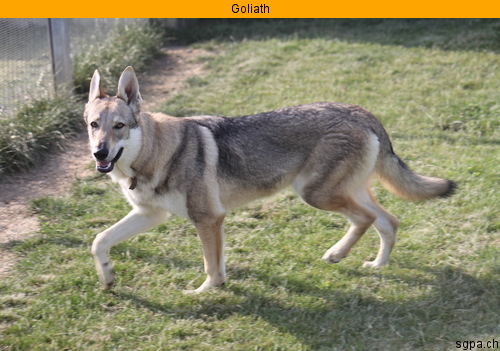 Goliath chien loup tcheque ok chiens et chats REF:SUISSE ADOPTE Nn084_11
