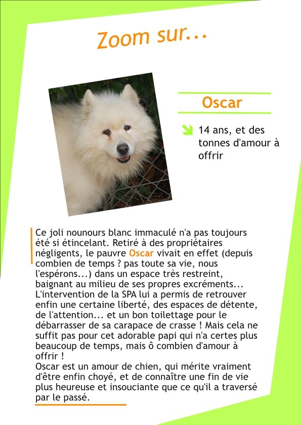 OSCAR je suis un gentil x samoyede de 14 ans REF 69 ADOPTE - Page 2 Oscar_10