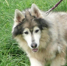  SOS TROUVE SPA ANNECYUn  MALAMUTE âgé1 mâle croisé Fox noir et blanc ADOPTES, P1070710